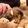 Cronos a rejoint le concours — aidez-le/la à gagner de superbes lots ! puppy, dog, person, hand, plush_toy, carpet, indoor, brown, cute, pet, fur, animal, cozy, soft_texture, close_up, warm_lighting, resting, comfort, young_dog, cuddly