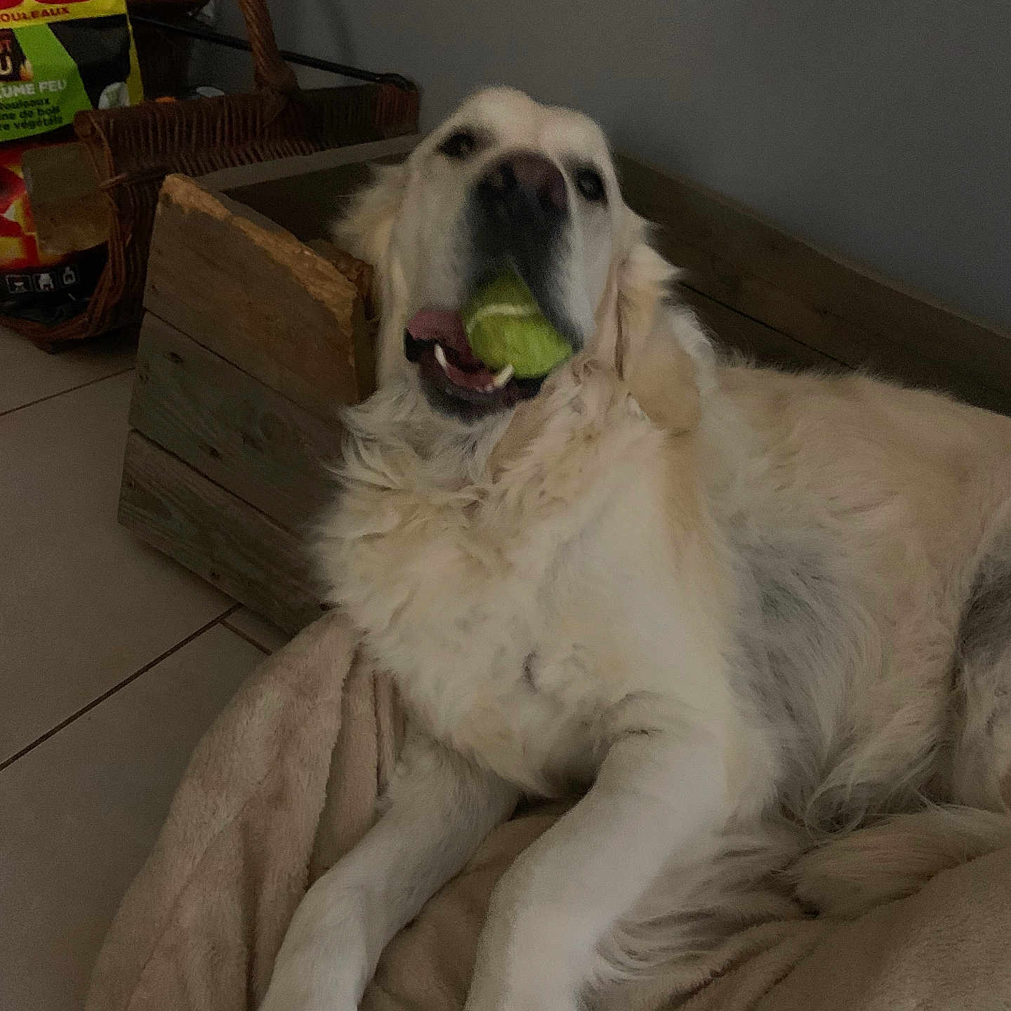 Rocky participe au concours pour gagner de l'argent avec cette photo : animal, blanket, canine, cozy, dog, floor, fur, golden_retriever, home, indoor, lying_down, mouth, paw, pet, playful, resting, tennis_ball, tile_floor, toy, wooden_crate