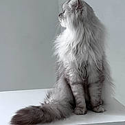 Helios a rejoint le concours — aidez-le/la à gagner de superbes lots ! animal, calm, cat, cute, feline, fluffy, fur, gray, indoor, long_hair, minimalistic, pet, portrait, quiet, side_view, sitting, tail, thoughtful, whiskers, white_surface