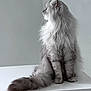 animal, calm, cat, cute, feline, fluffy, fur, gray, indoor, long_hair, minimalistic, pet, portrait, quiet, side_view, sitting, tail, thoughtful, whiskers, white_surface