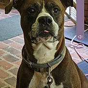 Elena is registered to the contest to win money with this photo: dog, brown_dog, white_fur, collar, indoor, brick_floor, gate, pet, canine, animal, leash, close_up, cute, looking_up, ears, snout, tongue, domestic_animal, furry, companion