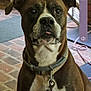 dog, brown_dog, white_fur, collar, indoor, brick_floor, gate, pet, canine, animal, leash, close_up, cute, looking_up, ears, snout, tongue, domestic_animal, furry, companion
