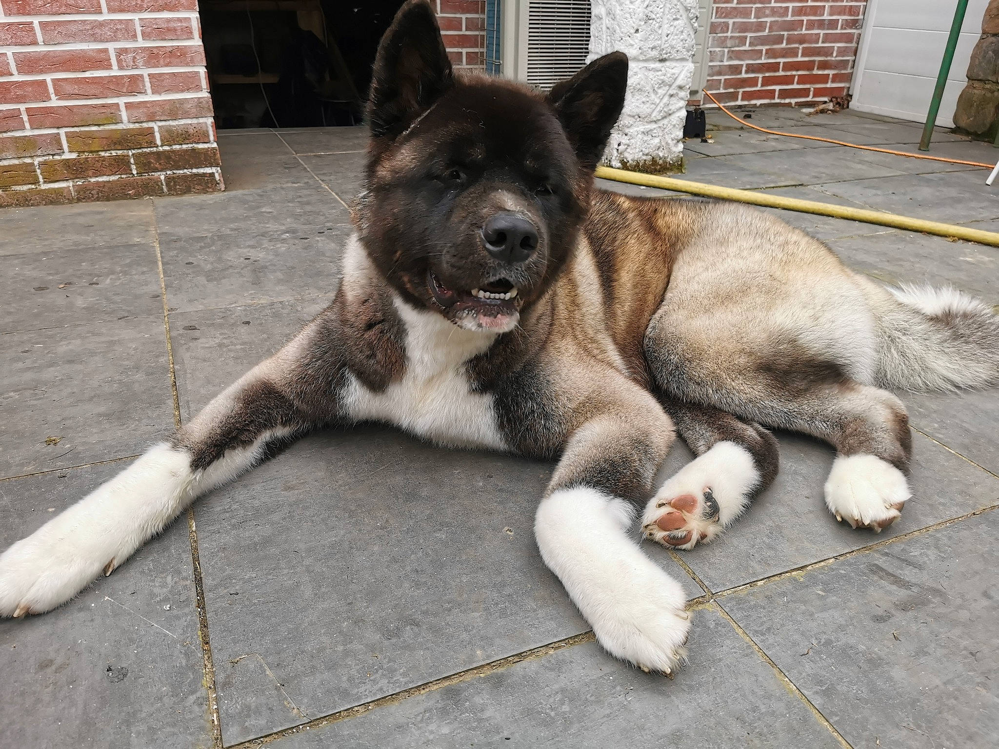 Shadow participe au concours pour gagner de l'argent avec cette photo : brick, brickwork, canidae, carnivore, companion_dog, dog, dog_breed, door, fawn, foot, fur, paw, plant, snout, sporting_group, tail, terrestrial_animal, whiskers, window, working_animal