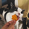 Pickles joined the competition — help win amazing prizes! cat, black_and_white, pet, animal, tongue, food, hand, snack, curious, indoor, close_up, whiskers, pink_nose, fur, playful, licking, chip, person, human_hand, cute