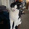 Pickles joined the competition — help win amazing prizes! cat, black_and_white, pet, indoor, blanket, furniture, wine_rack, bottle, carpet, door, curious, head_tilt, animal, domestic, cozy, home, sitting, fur, whiskers, eyes