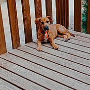 Aymie a rejoint le concours — aidez-le/la à gagner de superbes lots ! dog, brown_dog, wooden_deck, outdoor, collar, pet, animal, wooden_posts, relaxed, alert, nature, daylight, canine, fence, resting, domestic_animal, floor, summer, background, quiet
