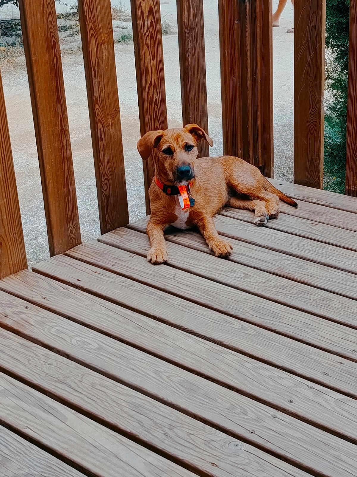 Aymie a rejoint le concours — aidez-le/la à gagner de superbes lots ! dog, brown_dog, wooden_deck, outdoor, collar, pet, animal, wooden_posts, relaxed, alert, nature, daylight, canine, fence, resting, domestic_animal, floor, summer, background, quiet