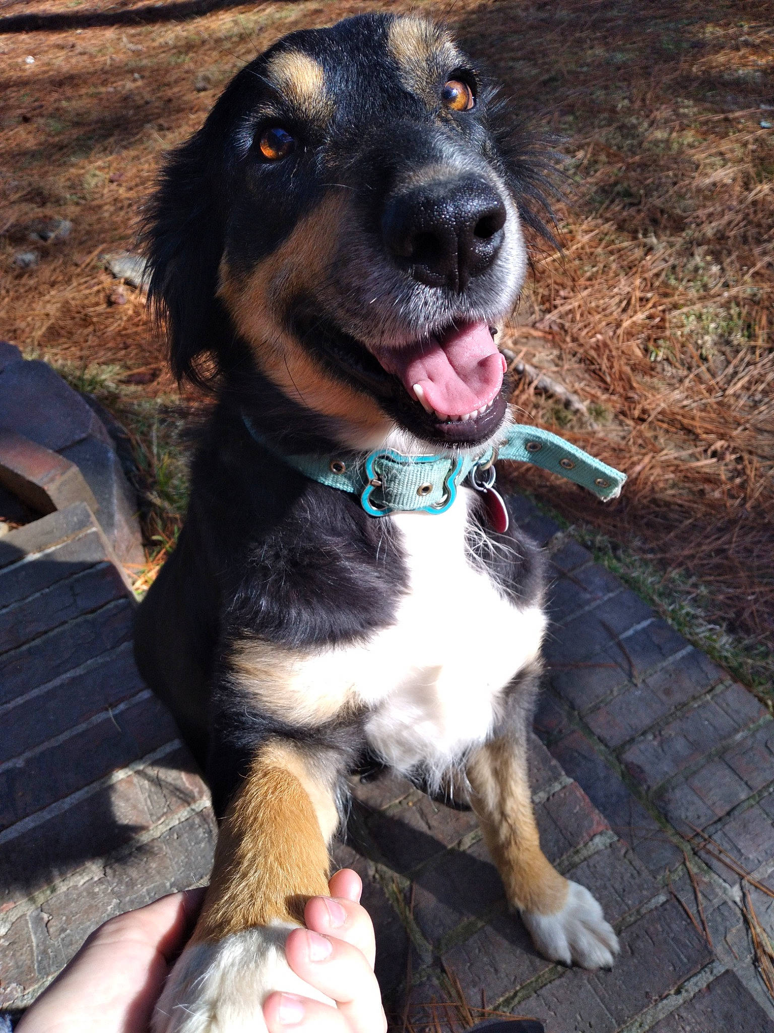 Straza joined the competition — help win amazing prizes! brown, canidae, carnivore, collar, companion_dog, dog, dog_breed, dog_collar, fawn, finger, fur, leash, nail, pet_supply, skin, snout, sporting_group, vertebrate, whiskers, working_animal