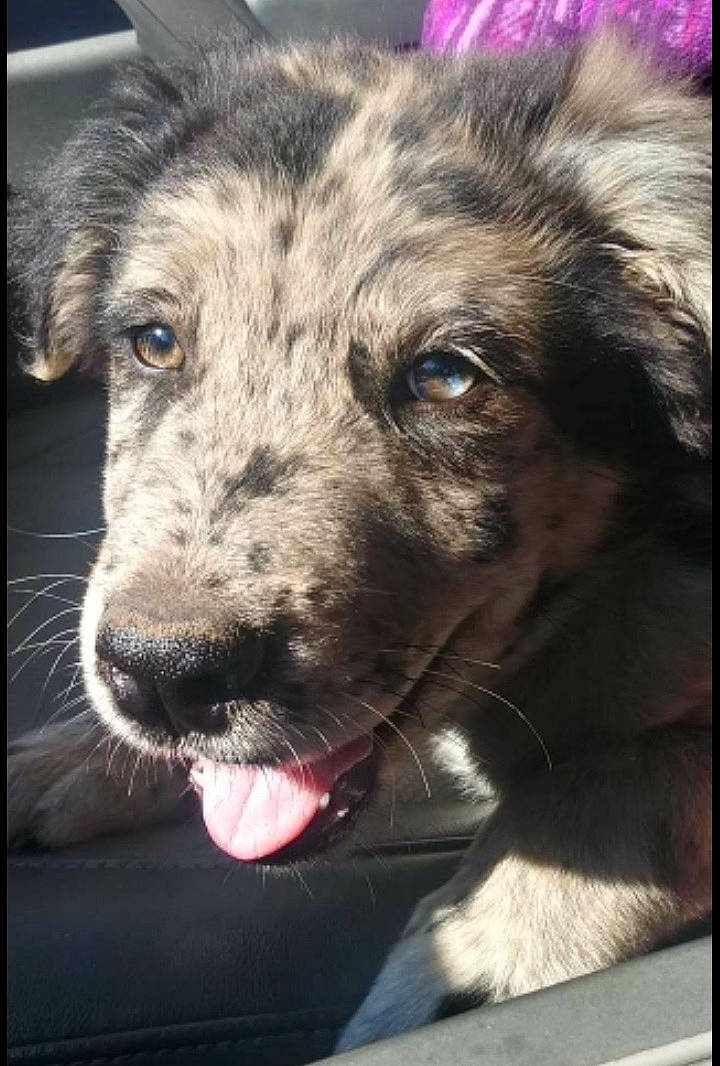 Moon Py joined the competition — help win amazing prizes! canidae, carnivore, close_up, collar, companion_dog, dog, dog_breed, dog_collar, fur, guard_dog, leash, puppy, rectangle, snout, sporting_group, street_dog, terrestrial_animal, whiskers, working_animal, working_dog