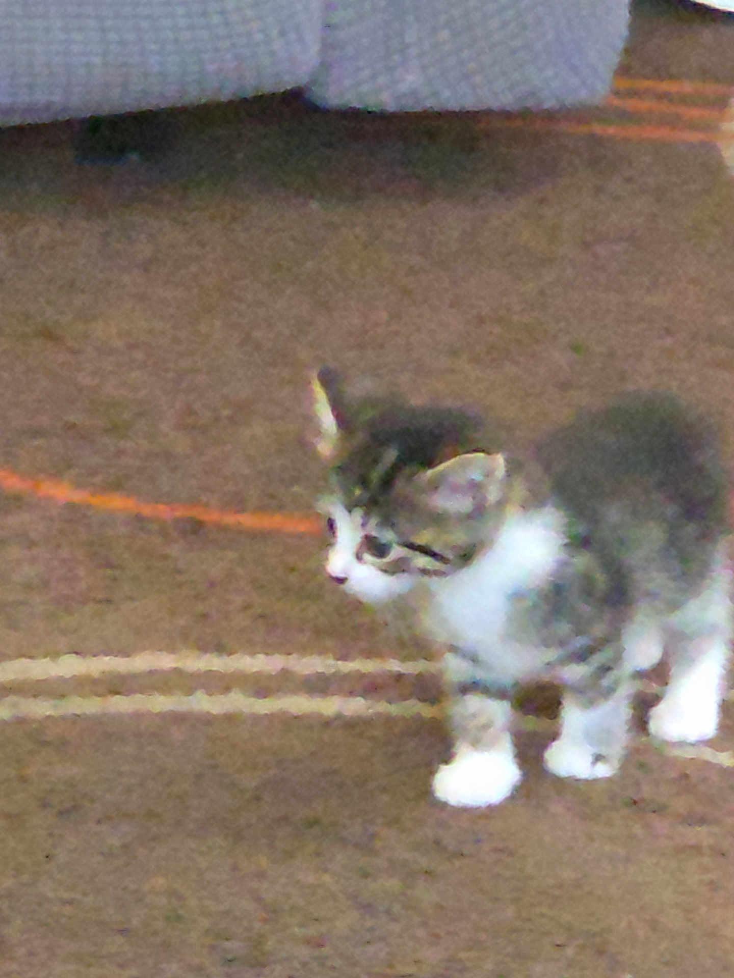 Angle is registered to the contest to win money with this photo: kitten, cat, indoor, carpet, curious, small, young, feline, pet, animal, domestic, cute, cozy, furniture, couch, texture, brown, white, gray, blur