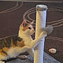 Angle joined the competition — help win amazing prizes! cat, calico, scratching_post, toy, carpet, indoor, pet, playful, feline, paw, curious, fur, animal, home, floor, small_toy, pet_accessory, brown_carpet, scratching_toy, cozy