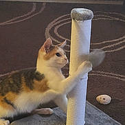 Precious is registered to the contest to win money with this photo: cat, calico, scratching_post, toy, carpet, indoor, pet, playful, feline, paw, curious, fur, animal, home, floor, small_toy, pet_accessory, brown_carpet, scratching_toy, cozy