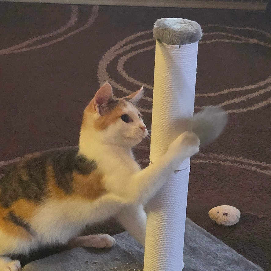 Precious