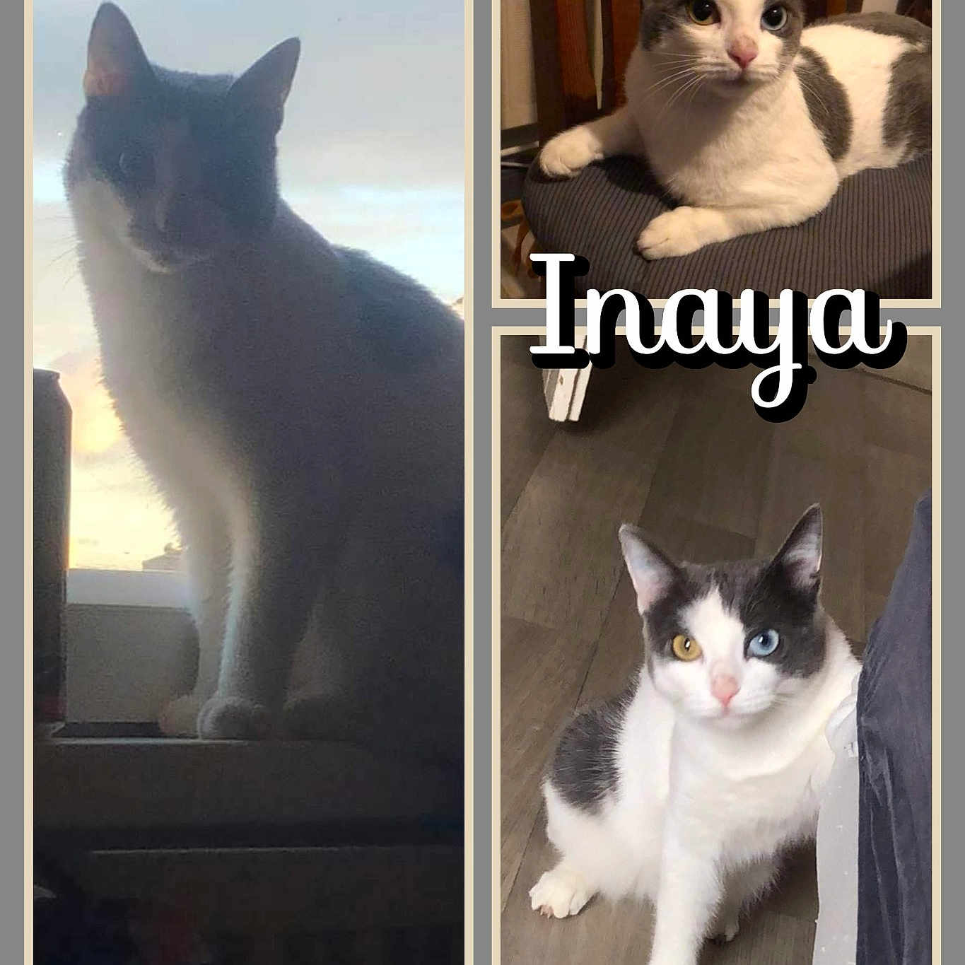 Inaya