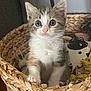 kitten, cat, basket, toy, cute, fluffy, pet, animal, indoor, fur, whiskers, ears, eyes, pink_nose, paw, woven_basket, soft, cozy, young, curious