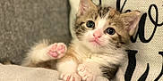 Daisy is registered to the contest to win money with this photo: kitten, cat, paw, cute, pet, animal, feline, cushion, cozy, indoor, closeup, soft_focus, fur, whiskers, pink_paw, relaxed, small, adorable, young, resting