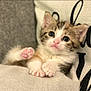 kitten, cat, paw, cute, pet, animal, feline, cushion, cozy, indoor, closeup, soft_focus, fur, whiskers, pink_paw, relaxed, small, adorable, young, resting