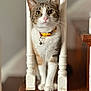cat, tabby, pet, animal, stairs, wood, white_railings, collar, bell, indoor, curious, sitting, portrait, feline, domestic_cat, whiskers, ears, paws, closeup, home