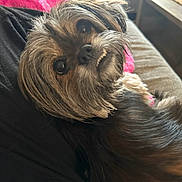 Mila joined the competition — help win amazing prizes! dog, pet, canine, fur, couch, blanket, indoor, relaxing, cute, small_dog, brown_fur, black_fur, face, eyes, nose, teeth, snout, home, cozy, comfort