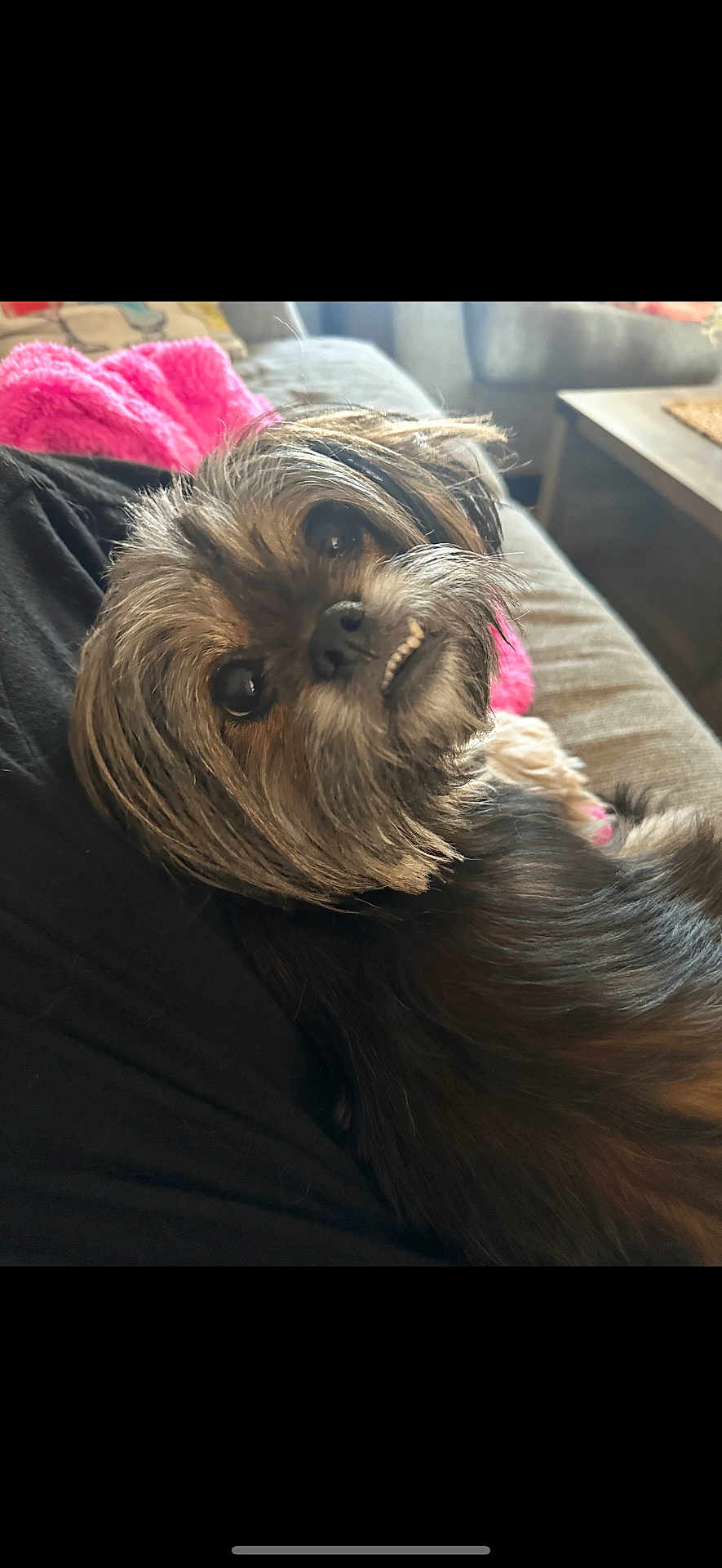 Mila joined the competition — help win amazing prizes! dog, pet, canine, fur, couch, blanket, indoor, relaxing, cute, small_dog, brown_fur, black_fur, face, eyes, nose, teeth, snout, home, cozy, comfort