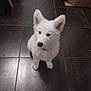 dog, puppy, white_fur, fluffy, sitting, indoors, tile_floor, dark_tiles, ears, paws, collar, looking_up, pet, domestic_animal, shadow, cute, portrait, curious, centered, floor_grout