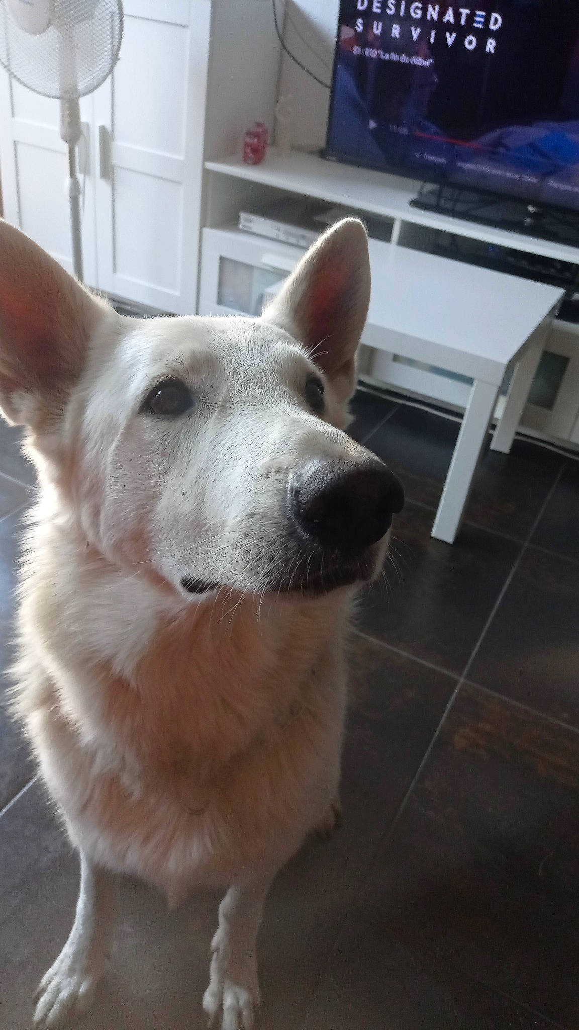 Nox a rejoint le concours — aidez-le/la à gagner de superbes lots ! canidae, carnivore, collar, companion_dog, computer_keyboard, dog, dog_breed, door, flooring, fur, hardwood, home_appliance, sporting_group, tail, television, television_set, whiskers, wood, working_animal, working_dog