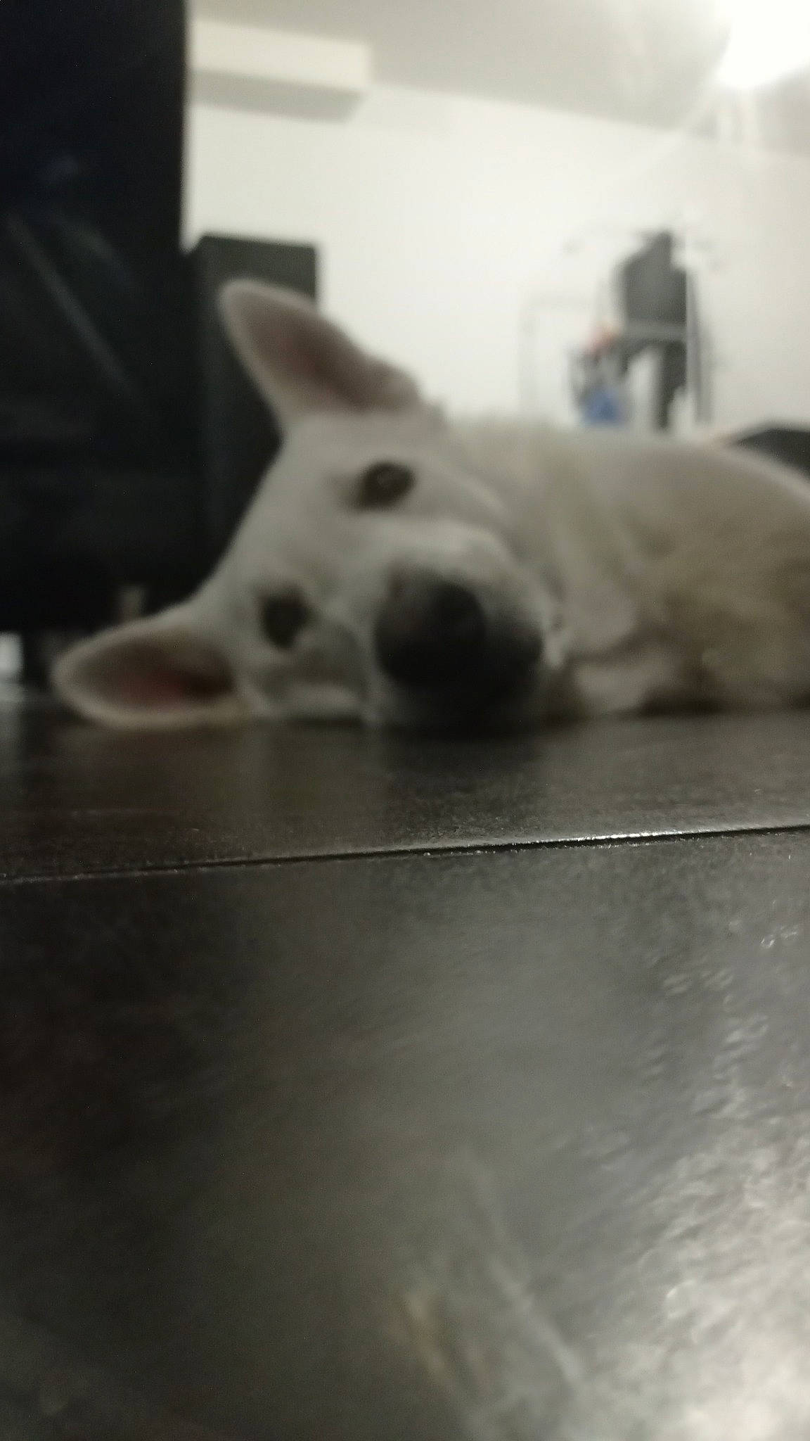 Nox participe au concours pour gagner de l'argent avec cette photo : canidae, carnivore, comfort, companion_dog, dog, dog_breed, fawn, flooring, grey, monochrome, monochrome_photography, paw, small_terrier, snout, sporting_group, tail, terrestrial_animal, whiskers, wood, working_animal