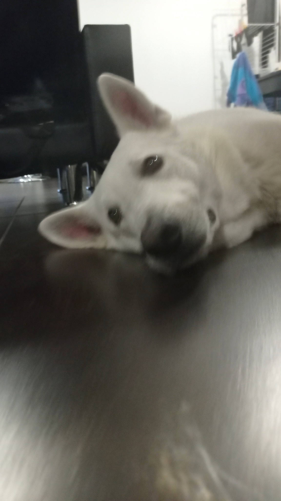 Nox a rejoint le concours — aidez-le/la à gagner de superbes lots ! canidae, carnivore, cloud, companion_dog, dog, dog_breed, eye, flooring, fur, grey, jaw, metal, monochrome_photography, non_sporting_group, snout, sporting_group, terrestrial_animal, whiskers, wood, working_animal