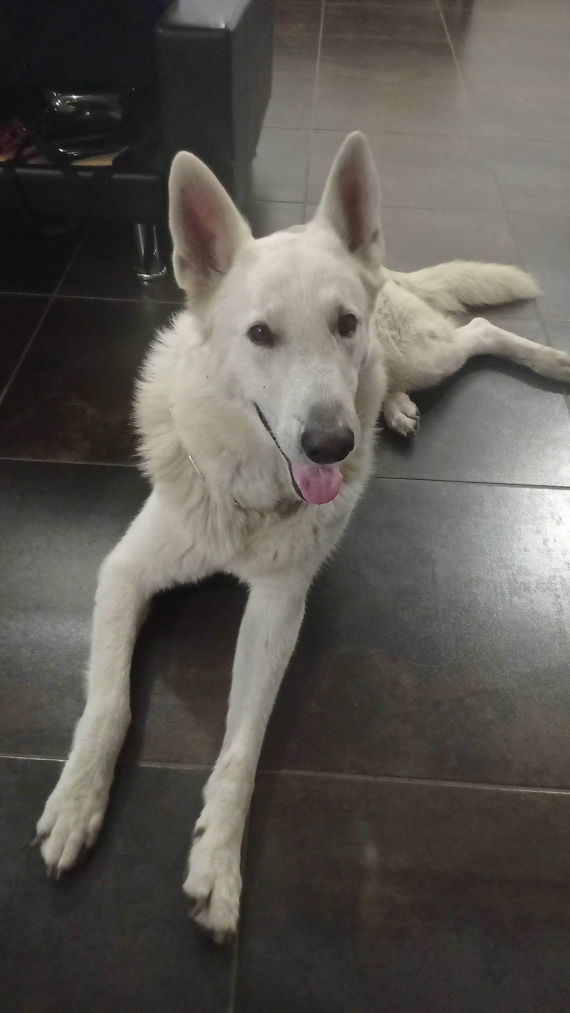 Nox participe au concours pour gagner de l'argent avec cette photo : ancient_dog_breeds, canidae, canis, carnivore, companion_dog, dog, dog_breed, door, fawn, flooring, fur, giant_dog_breed, jaw, non_sporting_group, paw, snout, sporting_group, tail, working_animal, working_dog