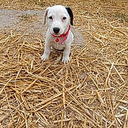 Billig a rejoint le concours — aidez-le/la à gagner de superbes lots ! puppy, dog, straw, outdoor, collar, bell, young_animal, animal, pet, cute, sitting, looking_at_camera, white_dog, black_spot, farm, nature, ground, fur, small_dog, animal_portrait