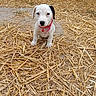 puppy, dog, straw, outdoor, collar, bell, young_animal, animal, pet, cute, sitting, looking_at_camera, white_dog, black_spot, farm, nature, ground, fur, small_dog, animal_portrait