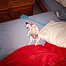 puppy, dog, bed, pillow, blanket, remote_control, fly_swatters, wooden_cabinet, sleeping, relaxed, indoor, blue_sheet, red_blanket, furniture, cozy, small_dog, canine, domestic_animal, resting, casual