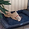 Billig participe au concours pour gagner de l'argent avec cette photo : dog, stuffed_toy, dog_bed, indoor, plant, radiator, tile_floor, white_dog, red_collar, sleeping, cozy, plush, resting, pet, toy_bunny, comfort, furniture, home, cuddling, relaxation