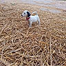 Billig participe au concours pour gagner de l'argent avec cette photo : puppy, dog, straw, farm, outdoor, animal, collar, small, cute, white, black_ear, rural, hay, ground, pet, young, nature, field, daytime, standing