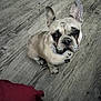 dog, french_bulldog, pet, animal, floor, wooden_floor, looking_up, indoor, collar, ears, cute, small_dog, brown, white, black_nose, sitting, domestic_animal, companion, household, blanket