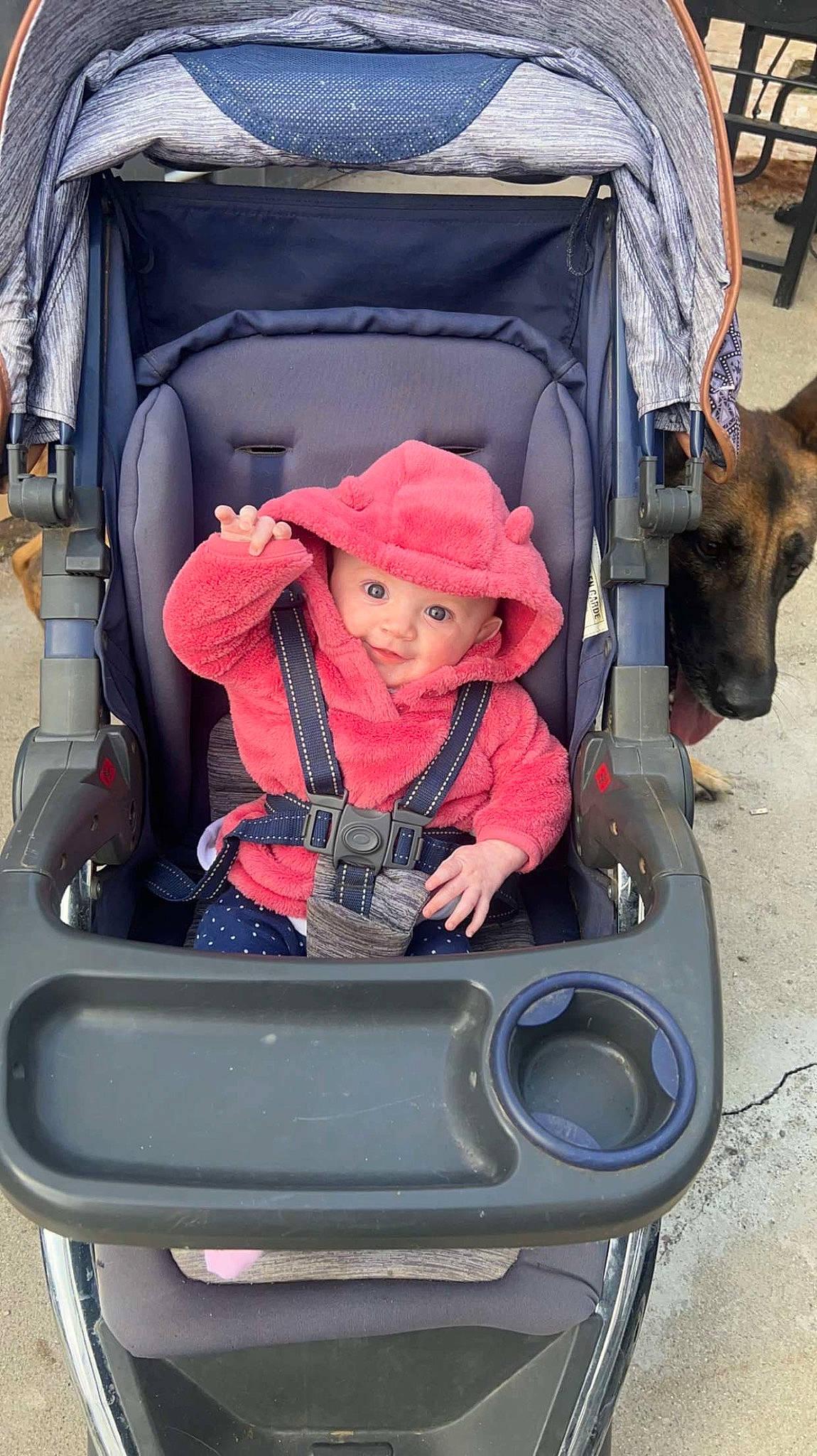 Ivie is registered to the contest to win money with this photo: auto_part, automotive_design, automotive_exterior, baby_carriage, baby_products, bag, blue, bumper, comfort, dog, headwear, luggage_and_bags, magenta, mode_of_transport, motor_vehicle, person, photograph, pink, product, sitting