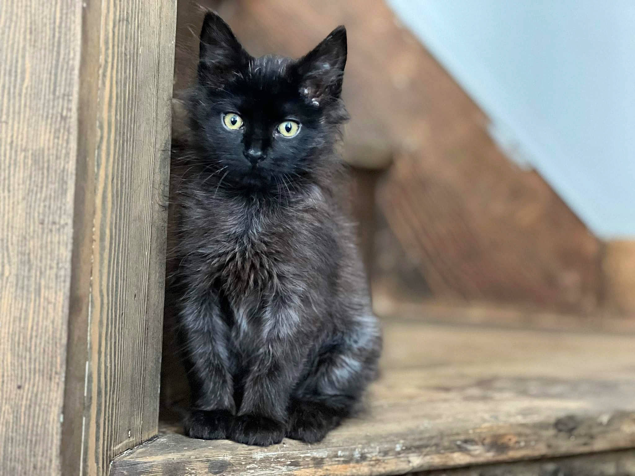 Jordan is registered to the contest to win money with this photo: black_cat, bombay, carnivore, cat, claw, domestic_short_haired_cat, felidae, fur, grey, iris, paw, small_to_medium_sized_cats, snout, tail, terrestrial_animal, whiskers, window, wood