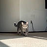 Bubbas is registered to the contest to win money with this photo: cat, tabby, indoor, carpet, sunlight, wall, power_outlet, cord, walking, pet, feline, whiskers, tail, floor, shadow, home, animal, cute, mammal, fur