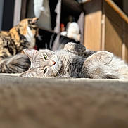 Bubbas is registered to the contest to win money with this photo: cat, cats, gray_cat, calico_cat, pet, indoor, sunlight, carpet, furniture, relaxed, playful, animal, mammal, whiskers, ears, eyes, sitting, lying_down, household, domestic