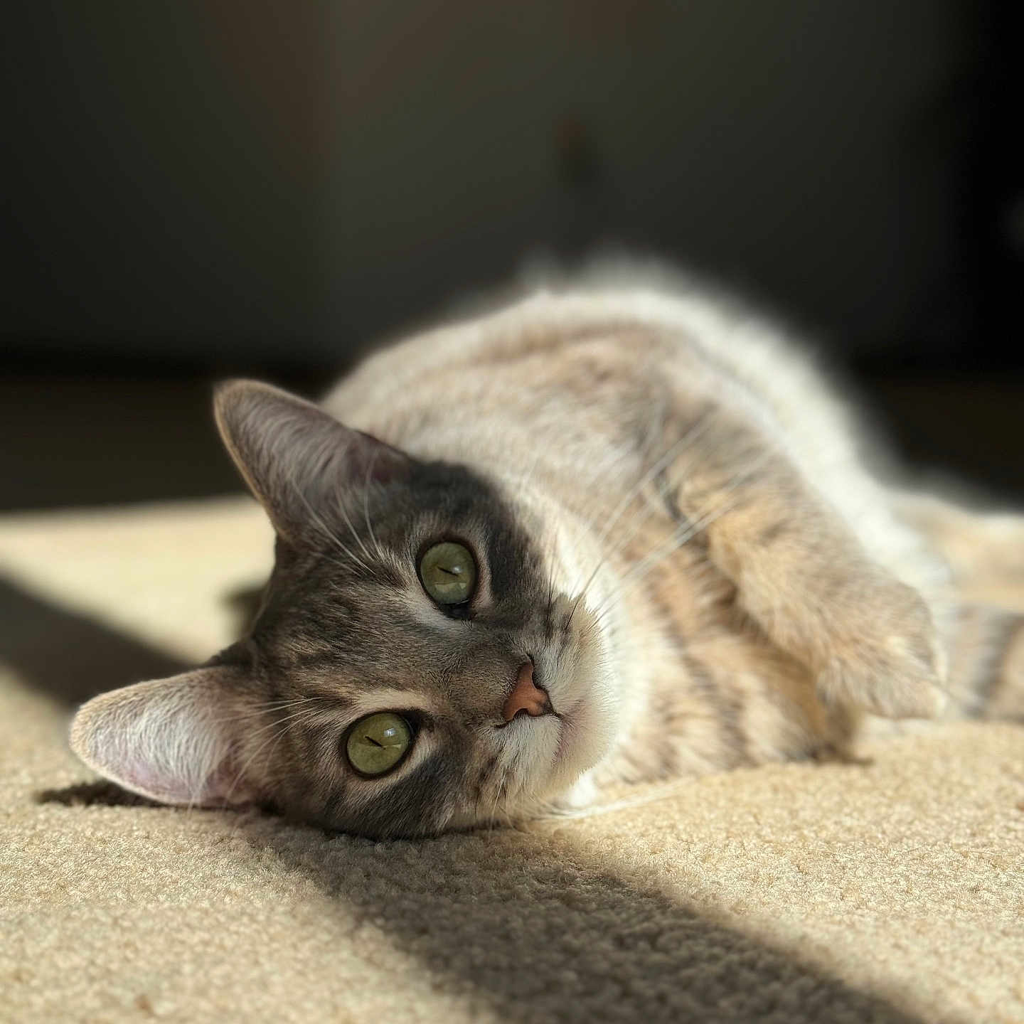 Bubbas joined the competition — help win amazing prizes! cat, feline, pet, indoor, carpet, sunlight, relaxing, green_eyes, lying_down, closeup, whiskers, fur, cute, animal, mammal, domestic, portrait, soft_light, shadow, resting