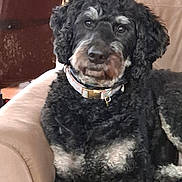 Charlette joined the competition — help win amazing prizes! accessories, airedale, animal, architecture, armchair, building, canine, chair, cockerspaniel, collar, couch, cushion, dog, furniture, homedecor, hound, pet, poodle, puppy, terrier