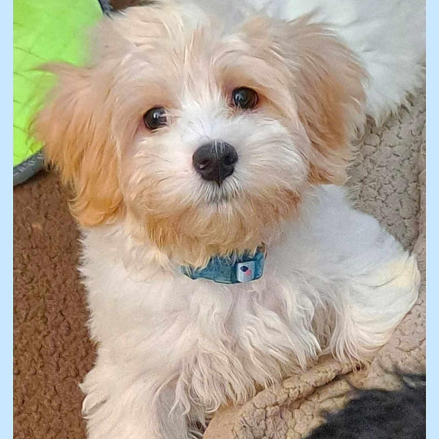 Harry joined the competition — help win amazing prizes! accessories, animal, canine, cockerspaniel, collar, cushion, dog, envelope, eskimodog, greetingcard, homedecor, mail, person, pet, poodle, puppy, sleeping, terrier, text, whitedog
