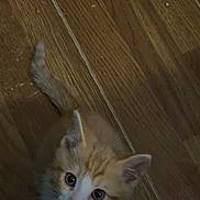 Tofu is registered to the contest to win money with this photo: kitten, cat, orange_and_white, feline, pet, animal, fluffy, fur, blue_eyes, pink_nose, whiskers, upright_ears, curious, looking_up, standing, indoor, wooden_floor, portrait, cute, vertical_photo