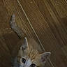 kitten, cat, orange_and_white, feline, pet, animal, fluffy, fur, blue_eyes, pink_nose, whiskers, upright_ears, curious, looking_up, standing, indoor, wooden_floor, portrait, cute, vertical_photo