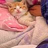 Tofu joined the competition — help win amazing prizes! kitten, cat, orange_and_white, sleepy, face, whiskers, pink_nose, collar, bell, blanket, fleece, cozy, indoors, portrait, close_up, cute, relaxed, pet, animal, colorful