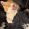 Tofu joined the competition — help win amazing prizes! kitten, cat, orange_and_white, sleeping, sleepy, closed_eyes, pink_collar, animal, pet, fluffy, blanket, black_and_white, cozy, indoors, portrait, cute, whiskers, nose, furry, nap