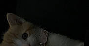 Tofu is registered to the contest to win money with this photo: kitten, cat, orange_and_white, pet, collar, bell, fluffy, face, eyes, ears, whiskers, indoors, dark, low_light, blanket, cozy, portrait, cute, crouching, animal