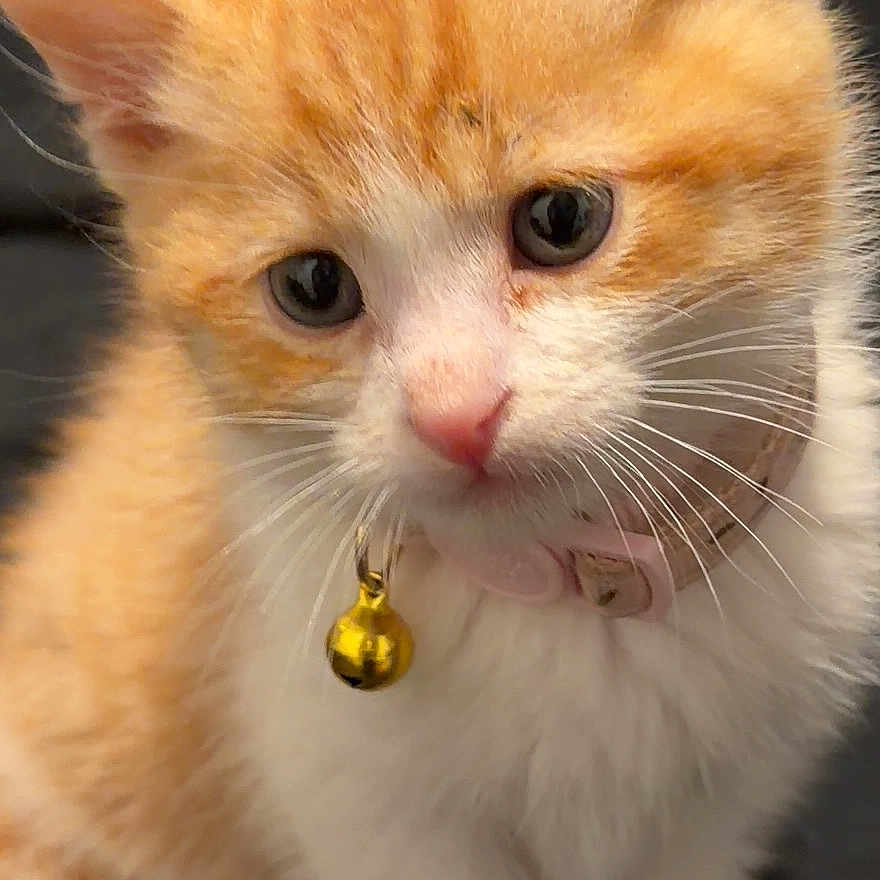Tofu