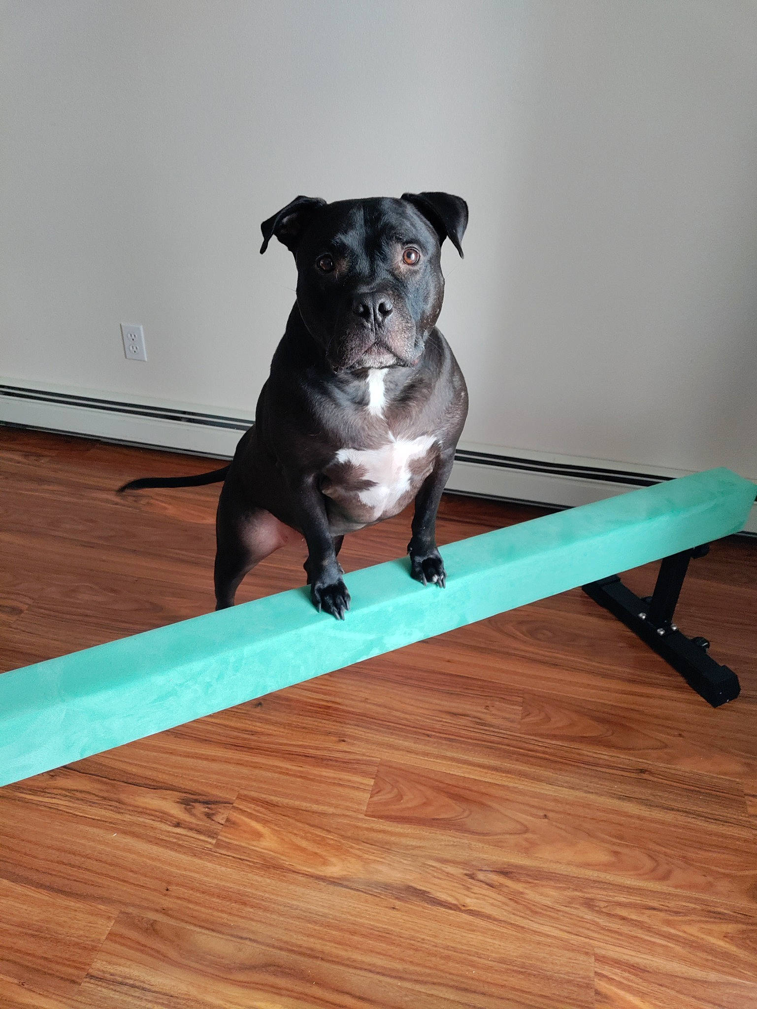 Spaz joined the competition — help win amazing prizes! canidae, carnivore, companion_dog, dog, dog_breed, fawn, floor, flooring, guard_dog, hardwood, laminate_flooring, plank, rectangle, snout, sporting_group, table, wood, wood_flooring, wood_stain, working_animal