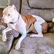 Baby Girl joined the competition — help win amazing prizes! animal, brown, canine, carpet, collar, couch, dog, domestic, fur, furniture, indoor, living_room, paw, pet, relaxing, resting, seated, side_view, tail, white